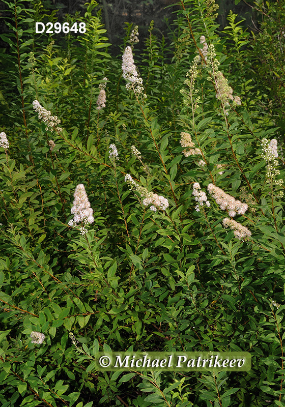 Spiraea alba